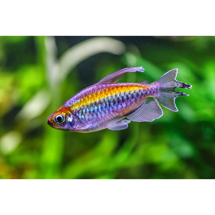 Congo Tetra (Phenacogrammus interruptus)