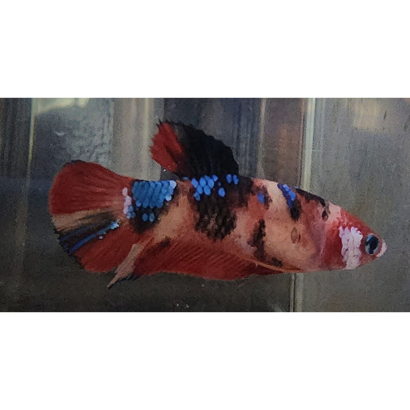 NEMO GALAXY FEMALE 