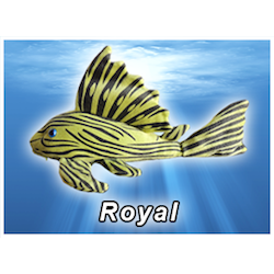 Royal Pleco Plush! - KGTropicals