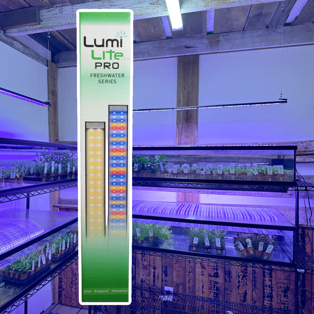 Lumi Lite PRO LED