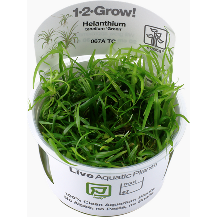 Helanthium tenellum 'Green' (Tissue Culture) (Tropica)