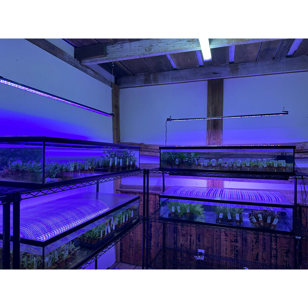 Lumi Lite PRO LED