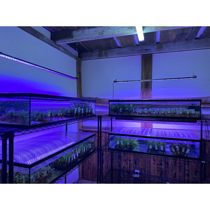Lumi Lite PRO LED