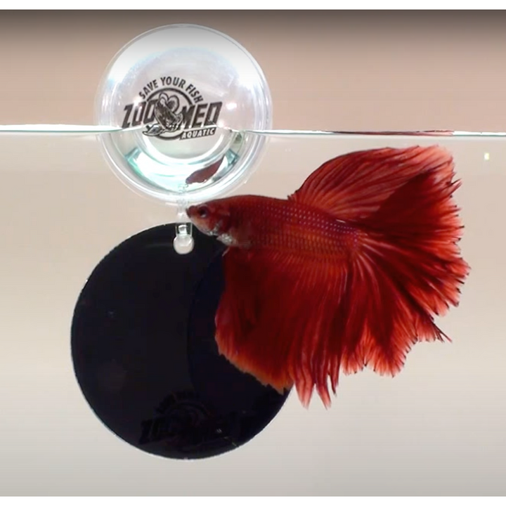Floating Betta Exercise Mirror