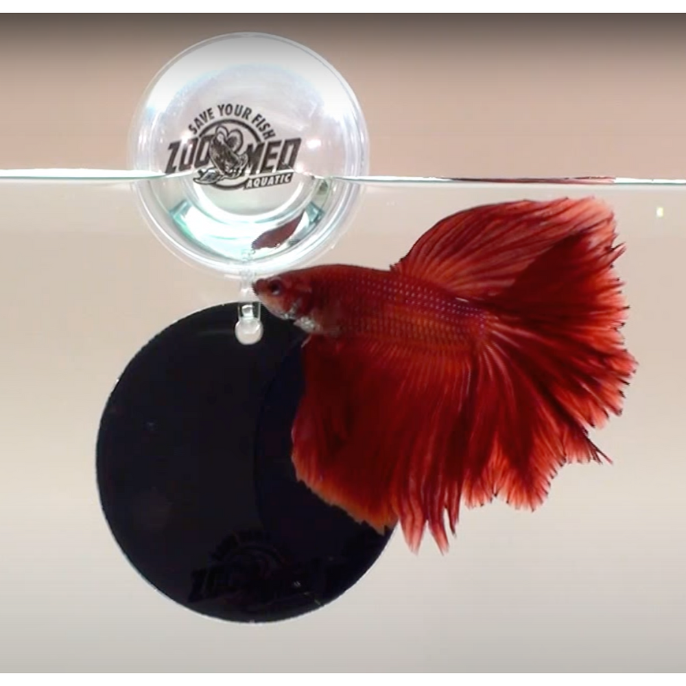 Floating Betta Exercise Mirror KGTropicals