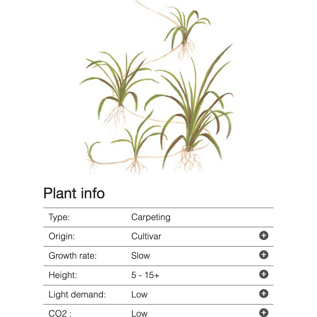 Helanthium tenellum 'Green' (Tissue Culture) (Tropica)