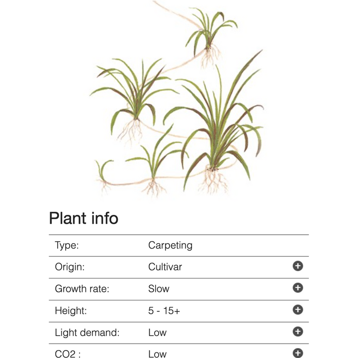 Helanthium tenellum 'Green' (Tissue Culture) (Tropica)