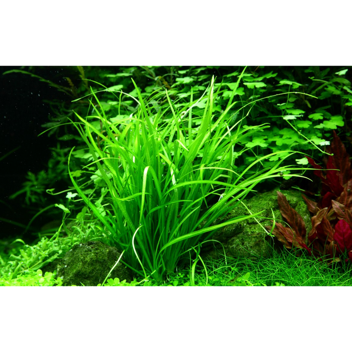Helanthium tenellum 'Green' (Tissue Culture) (Tropica)