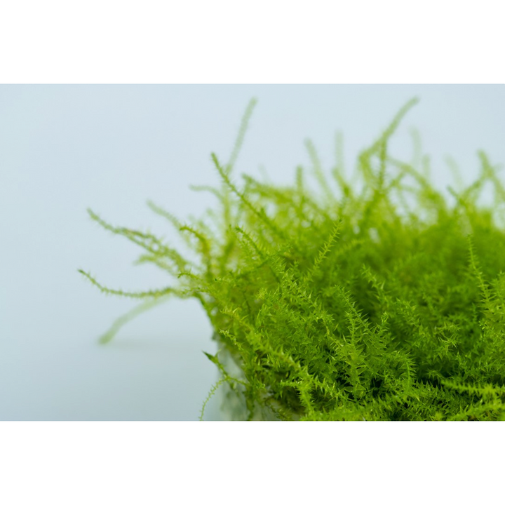 Leptodictyum Riparium (Tissue Culture)
