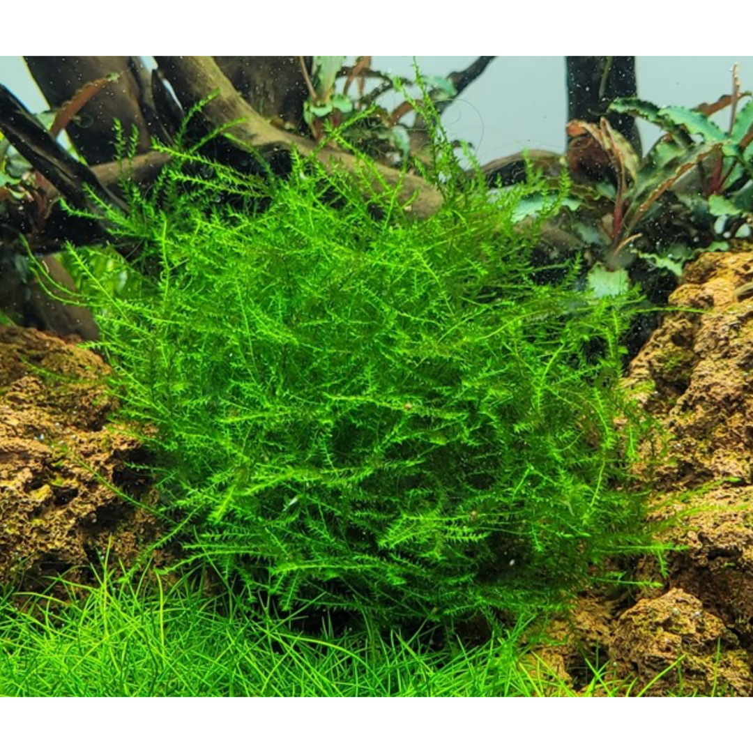 Leptodictyum Riparium (Tissue Culture)