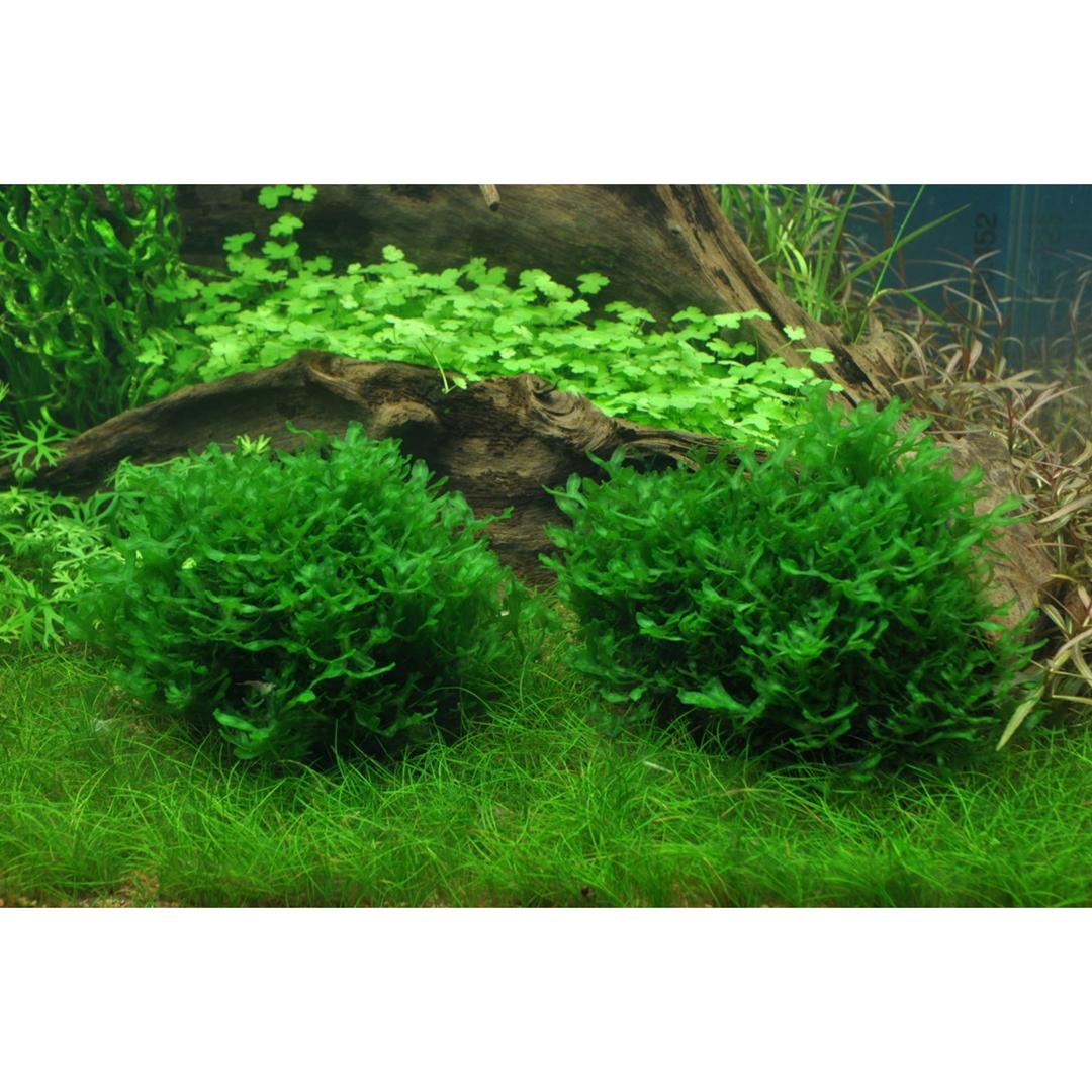 Monosolenium tenerum (Tissue Culture)