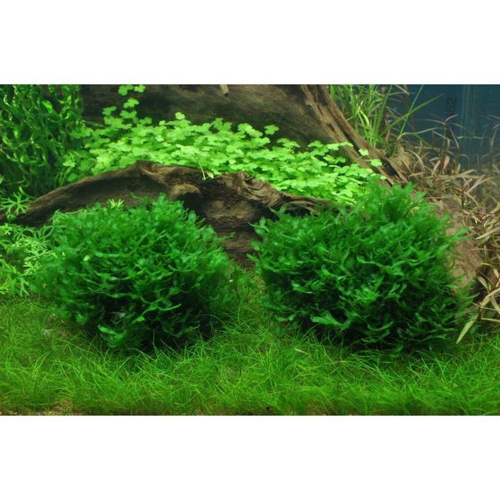 Monosolenium tenerum (Tissue Culture)