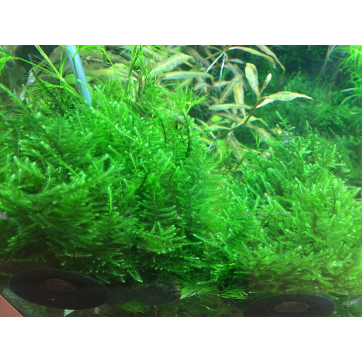 Taiwan Moss (Taxiphyllum  'Taiwan')