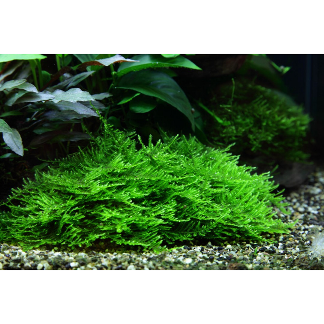 Taxiphyllum 'Spiky' (Tissue Culture)