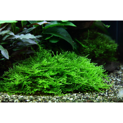 Taxiphyllum 'Spiky' (Tissue Culture) (Tropica)