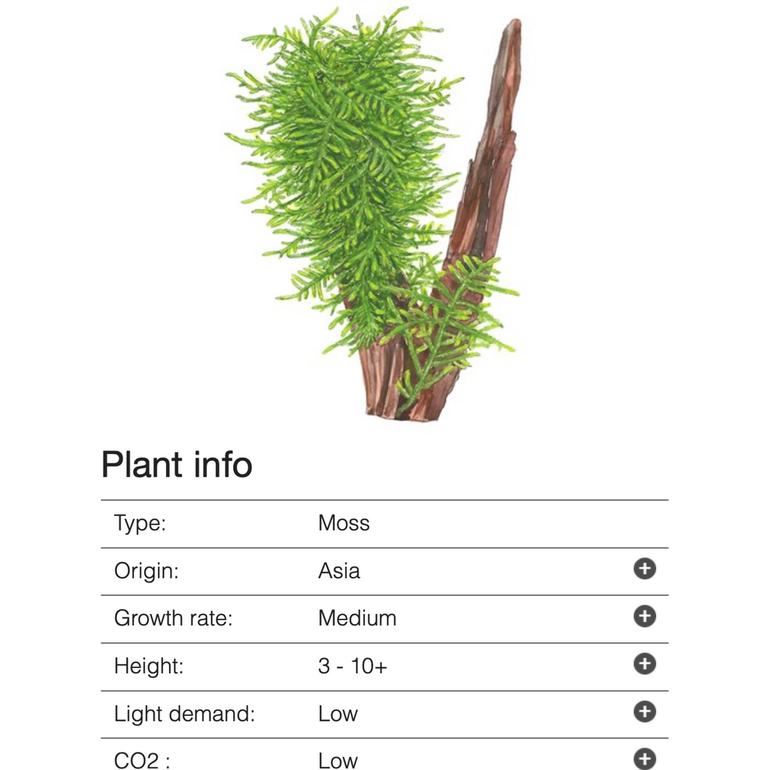Taxiphyllum 'Spiky' (Tissue Culture)