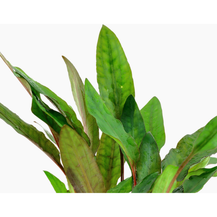 Cryptocoryne Beckettii 'Petchii' (Tropica)