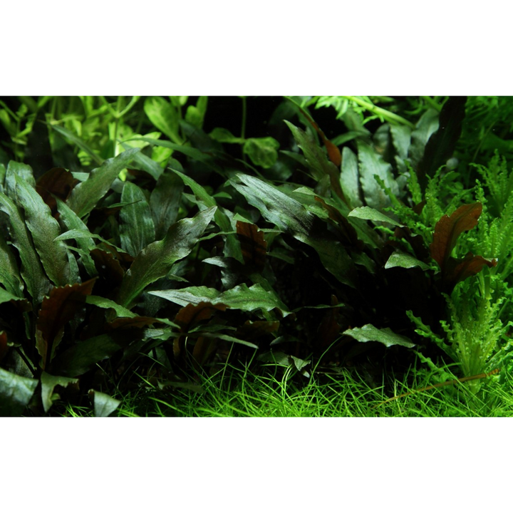 Cryptocoryne Beckettii 'Petchii' (Tropica)
