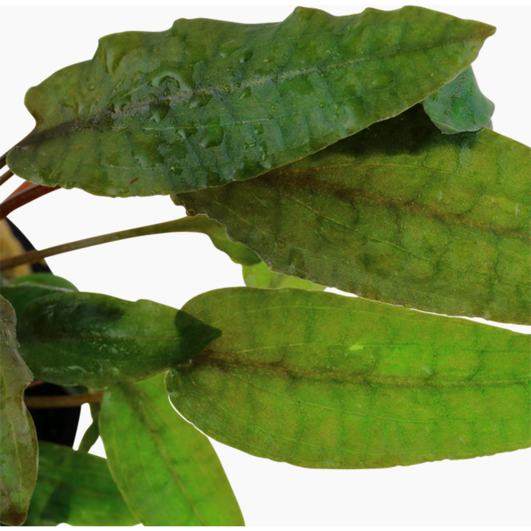 Cryptocoryne wendtii 'Tropica'