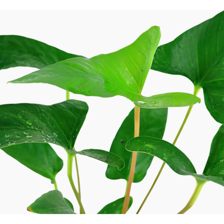 Anubias Gracilis