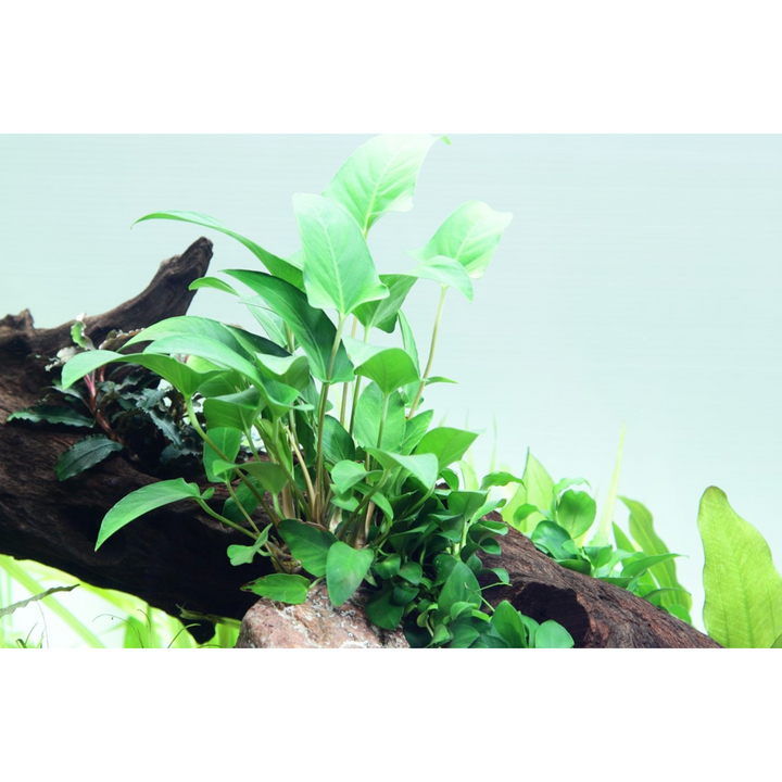 Anubias Gracilis