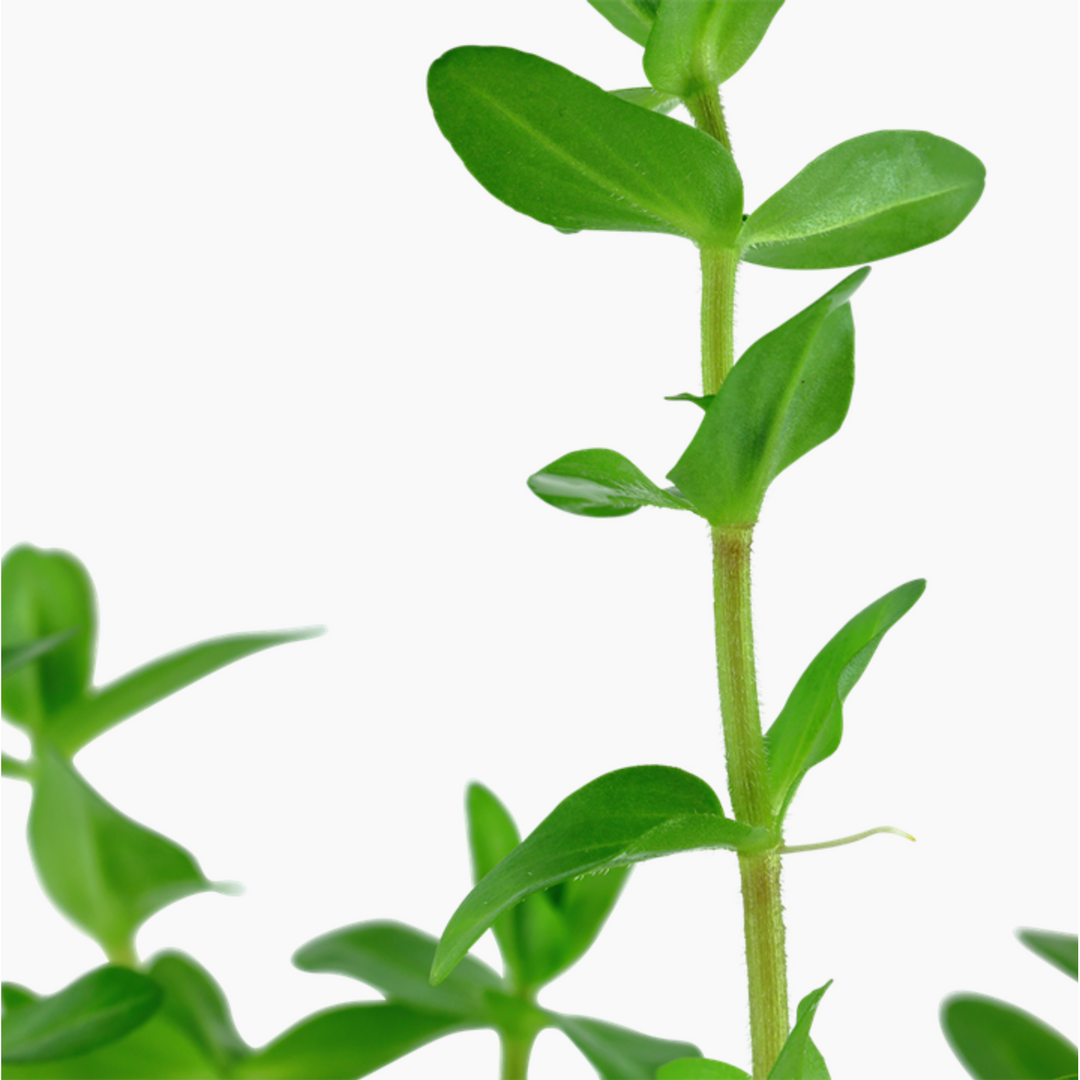 Bacopa Caroliniana (TROPICA)