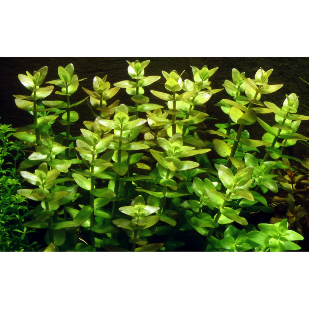 Bacopa Caroliniana (TROPICA)