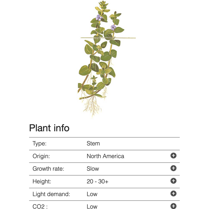 Bacopa Caroliniana (TROPICA)