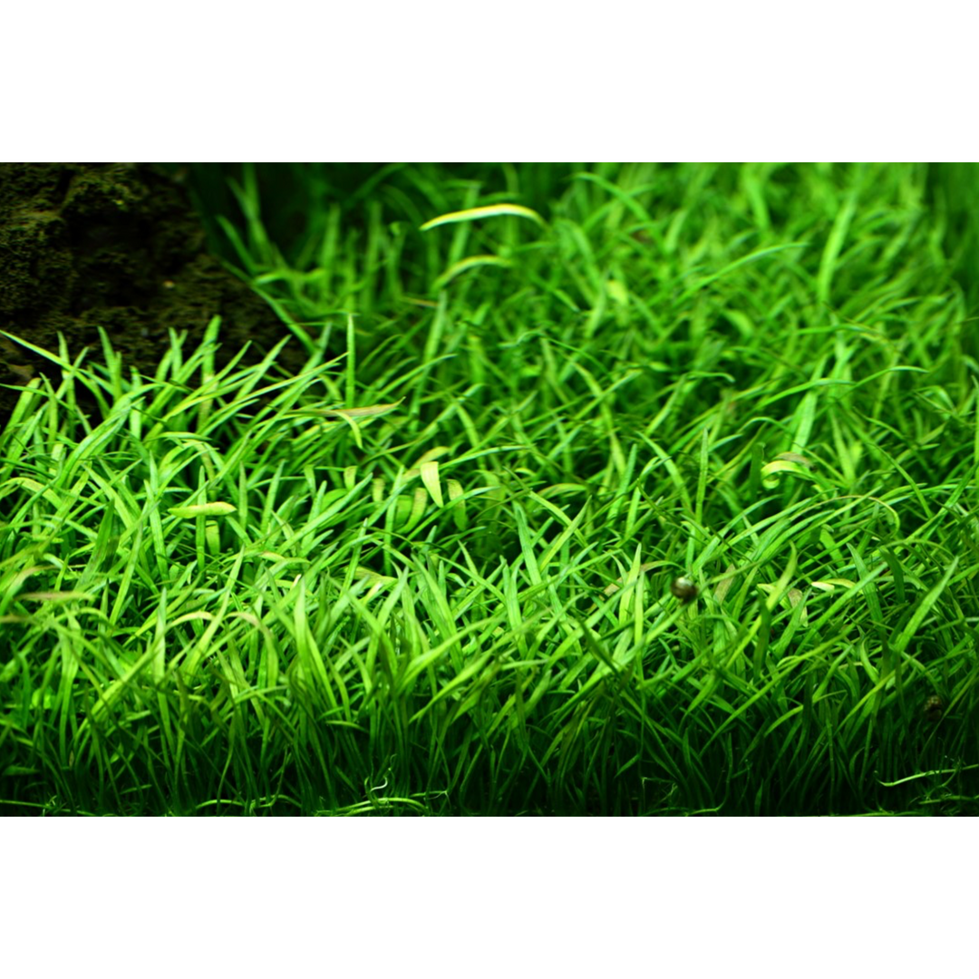 Micro Sword (Lilaeopsis Brasiliensis)