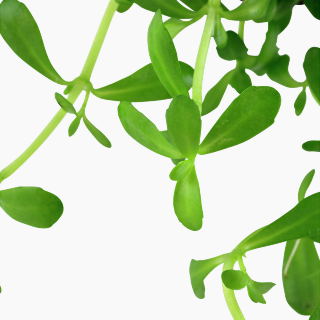 Bacopa Monnieri 'Moneywort'