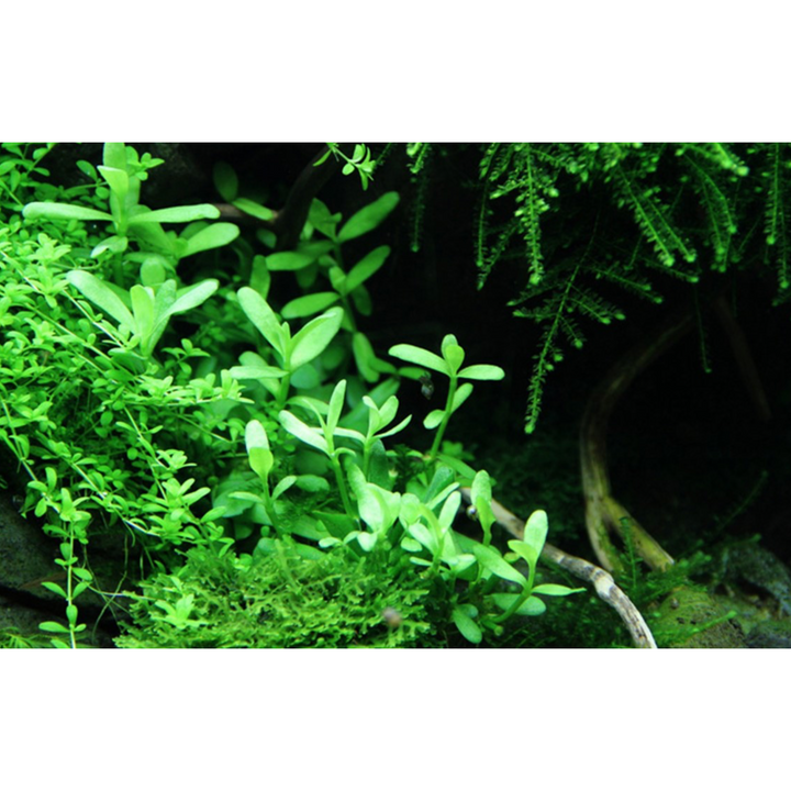 Bacopa Monnieri 'Moneywort'