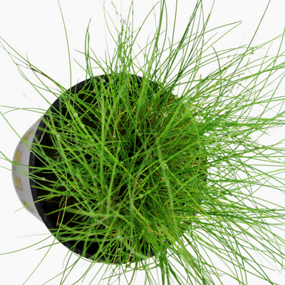 Dwarf Hair grass (Eleocharis Pervula)