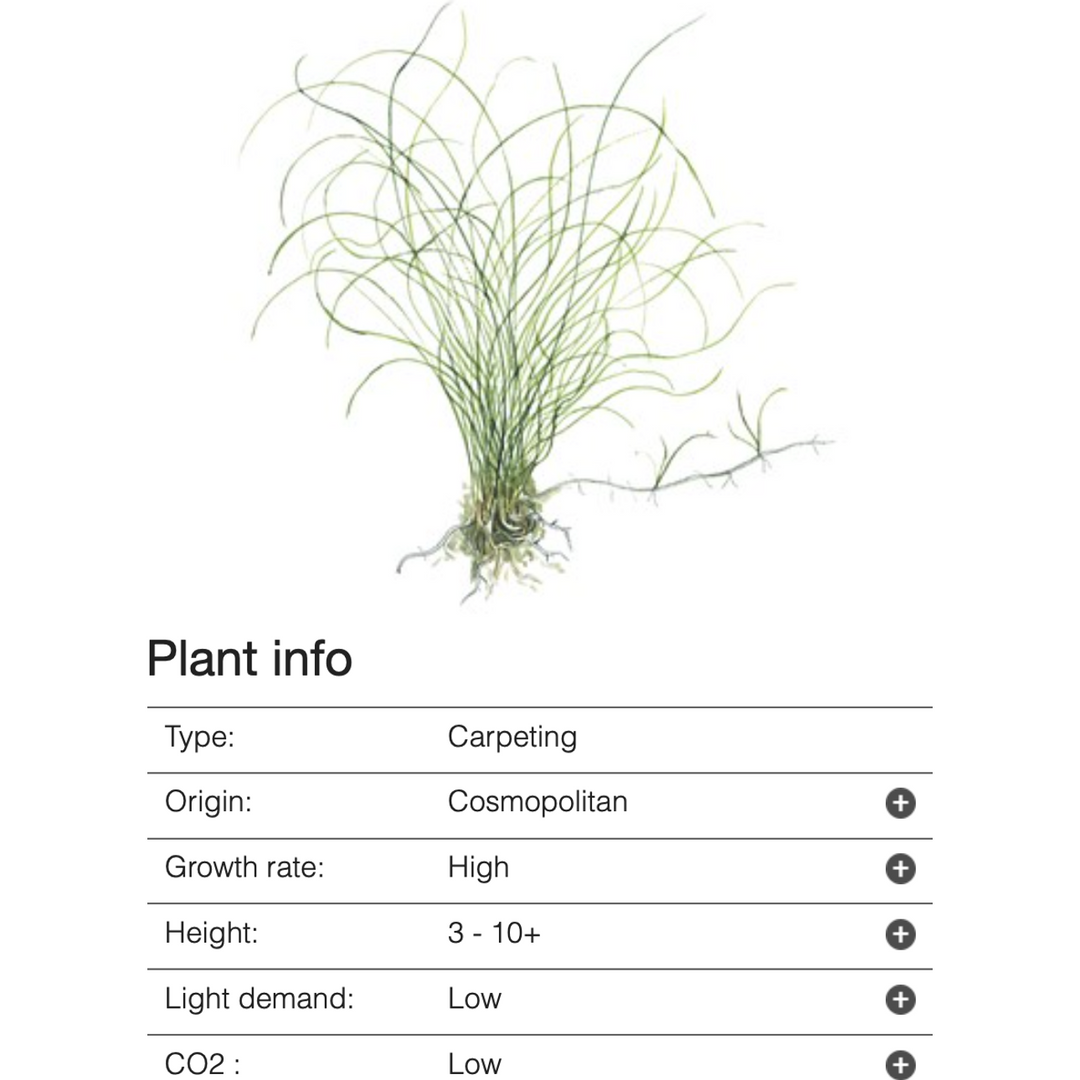 Dwarf Hair grass (Eleocharis Pervula)