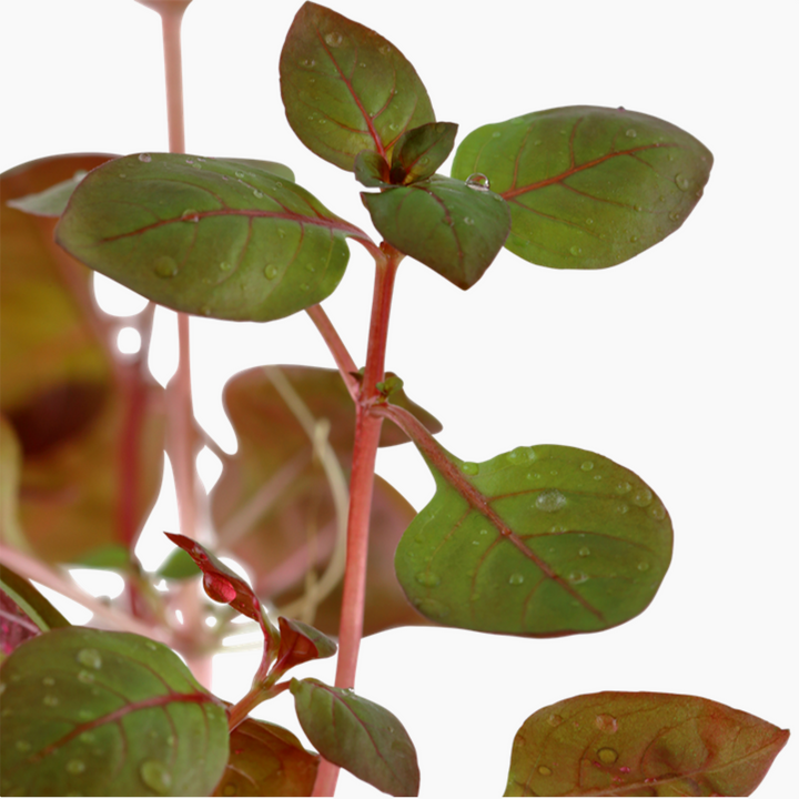 Ludwigia Palustris 'Super Red' (Tropica)