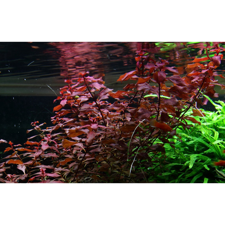 Ludwigia Palustris 'Super Red' (Tropica)