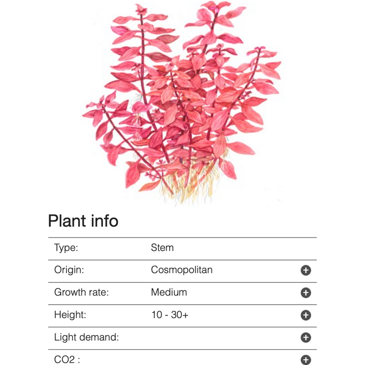 Ludwigia Palustris 'Super Red' (Tropica)