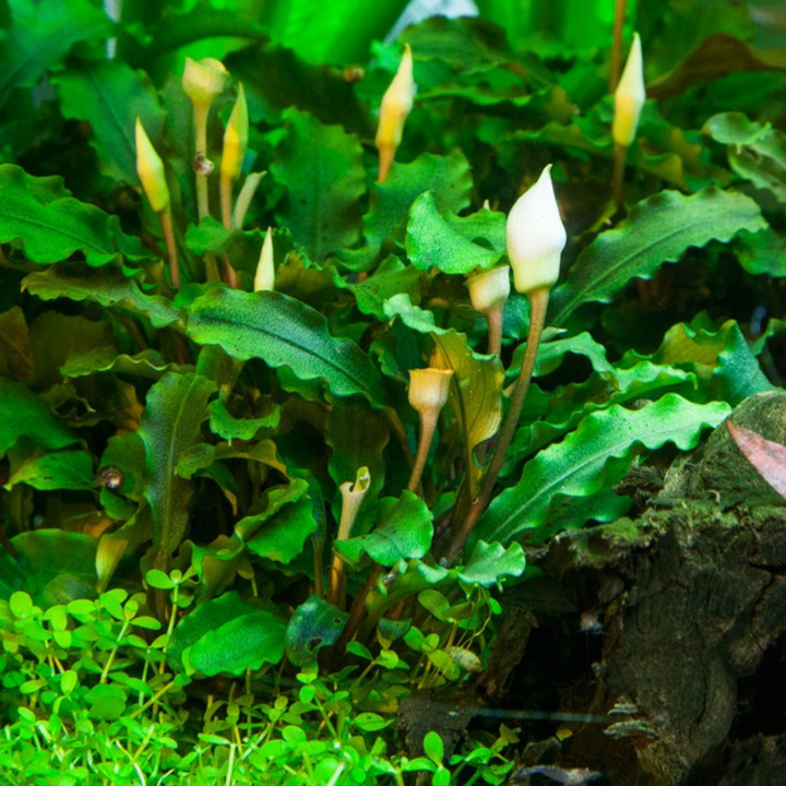 Bucephalandra 'Bukit Kelam' (Tissue Culture)