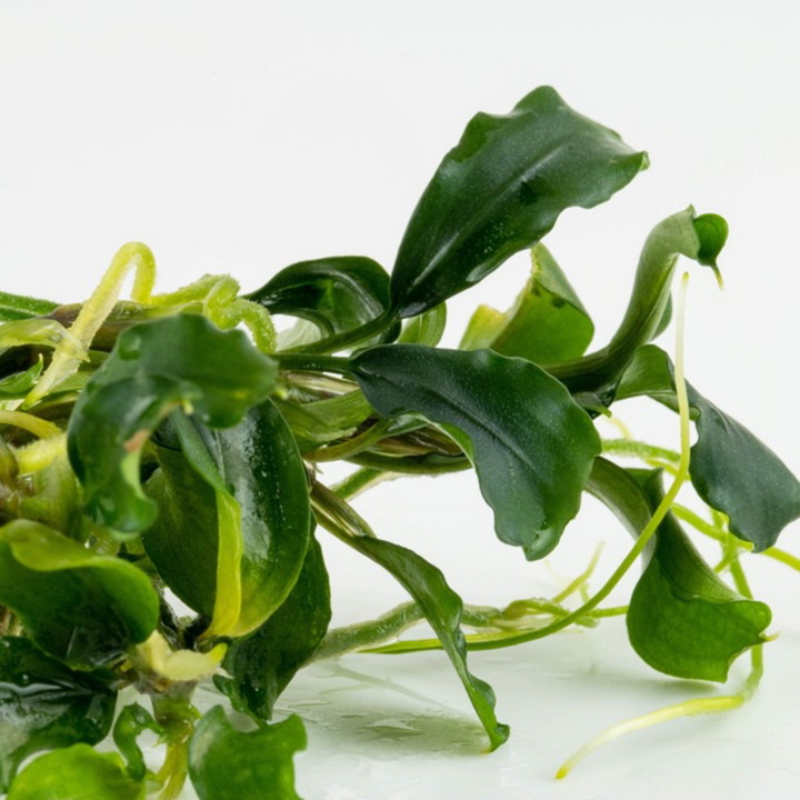 Bucephalandra 'Bukit Kelam' (Tissue Culture)