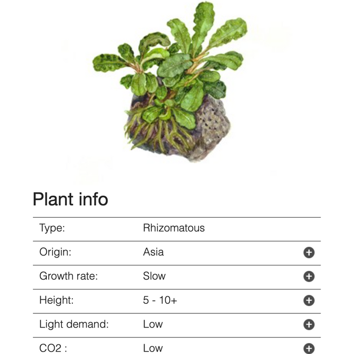 Bucephalandra 'Bukit Kelam' (Tissue Culture)