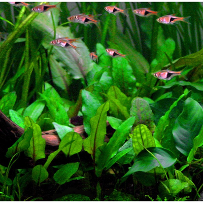 Cryptpcpryne Wendtii "green" (Tissue Culture) (Tropica)