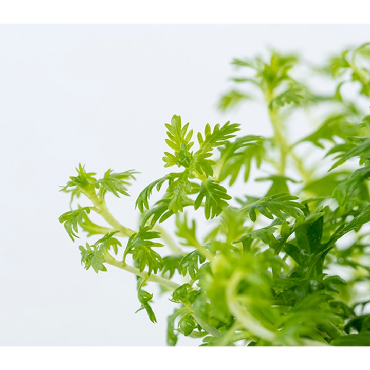 Hottonia Palustris  (Tissue Culture)