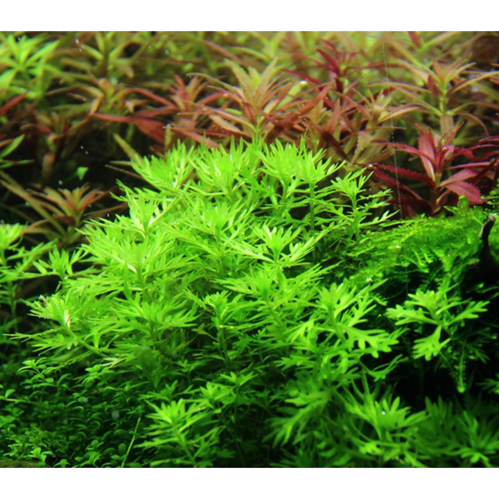 Hottonia Palustris  (Tissue Culture)
