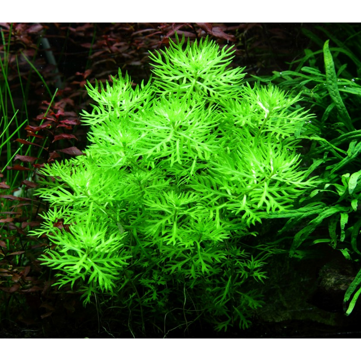 Hottonia Palustris  (Tissue Culture)