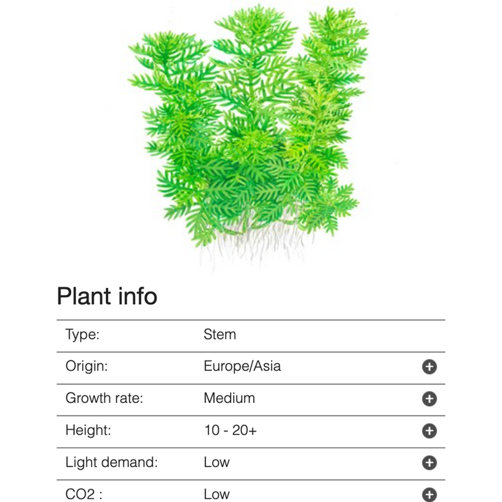 Hottonia Palustris  (Tissue Culture)